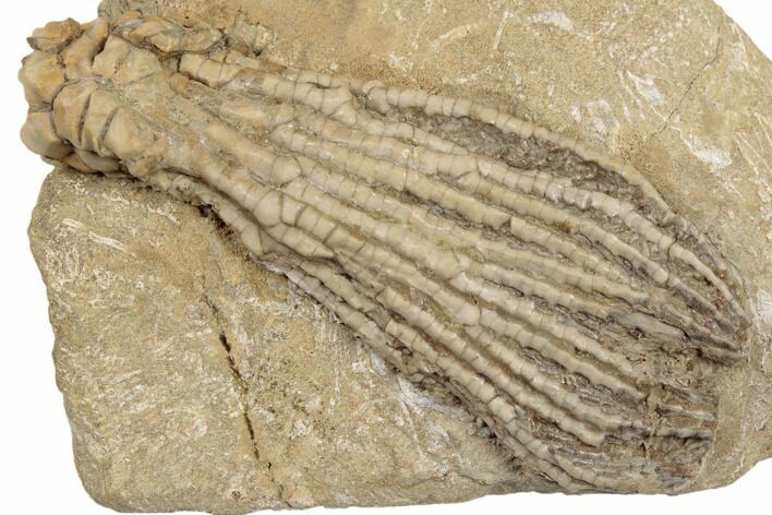 Crinoid (Abrotocrinus) Fossil - Crawfordsville, Indiana #188678